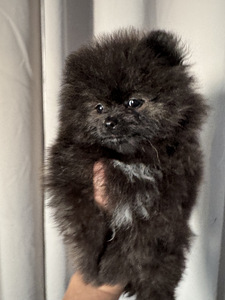 Pomeranian spits (3 foto / 5)