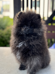 Eksklusiivne tiigrikarva pomeraniani superkutsikas (1 foto / 10)