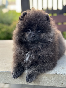 Eksklusiivne tiigrikarva pomeraniani superkutsikas (10 foto / 10)