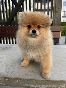 Pomeranian kutsikas (1 foto / 6)