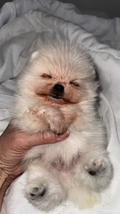 Pomeranian kutsikas (6 foto / 6)