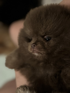 Pomeranian kutsikas (1 foto / 7)
