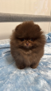 Pomeranian kutsikas (4 foto / 7)