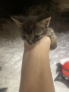 Котенок (4 фото из 5)