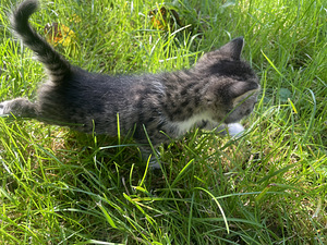 Kassipojad (2 foto / 5)