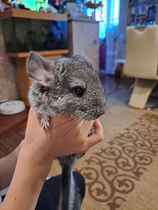 Промам шиншилу. (3 фото из 3)