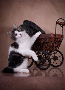 Kuriili bobtail´i kassipojad (2 foto / 3)