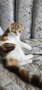 Котята шотландский породы (1 фото из 5)