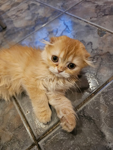 Котята шотландский породы (5 фото из 5)