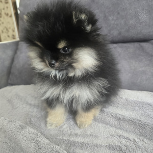Pomeranian (3 foto / 6)