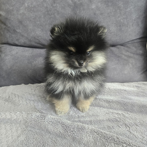 Pomeranian (6 foto / 6)