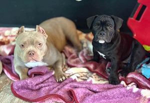 American Bully (2 фото из 3)