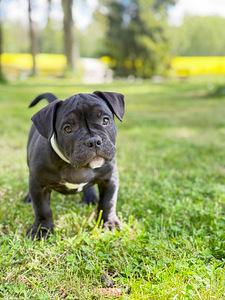 American Bully (3 фото из 3)