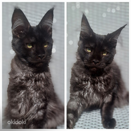 MAINE COON TOUTUNNISTUSEGA