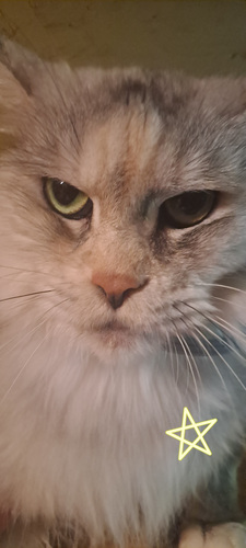 MAINE COON TOUTUNNISTUSEGA