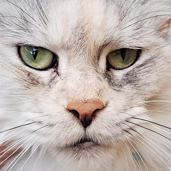 MAINE COON TOUTUNNISTUSEGA