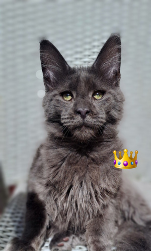 Maine coon toutunnistusega