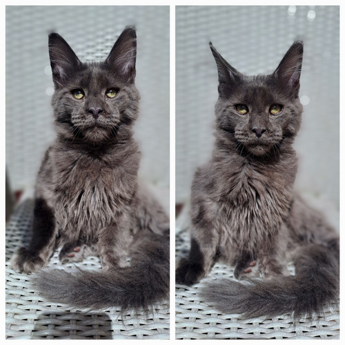 Maine coon toutunnistusega
