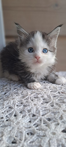 Maine coon isane (3 foto / 6)