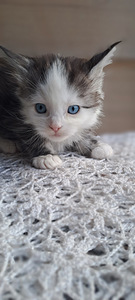 Maine coon isane (5 foto / 6)