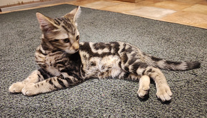 Котята саванны (9 фото из 10)