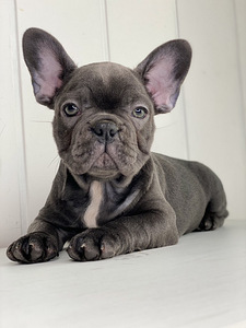 Prantsuse bulldogi (2 foto / 4)