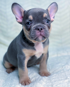 Prantsuse buldog (5 foto / 5)
