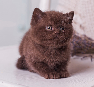 Клубные шоколадные британские котята. Документы за границу