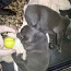 French Bulldog puppies (photo #1)
