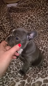 French Bulldog puppies (3 photo of 3)