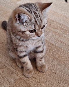 Котята (2 фото из 3)