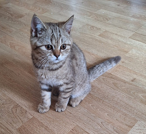 Котята (3 фото из 3)