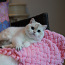 Британская короткошерстная кошка (фото #3)