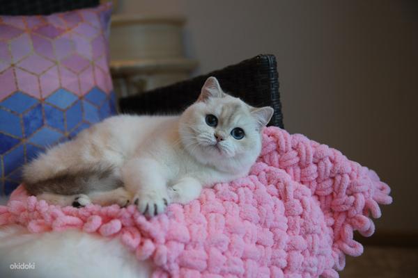 Британская короткошерстная кошка (фото #3)