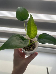 Alocasia Cucullata (1 foto / 1)