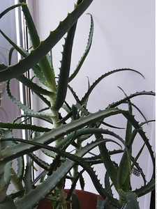Aloe ja kaktus pottides (2 foto / 5)
