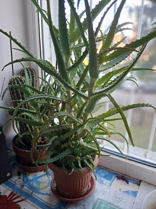 Aloe ja kaktus pottides (1 foto / 5)