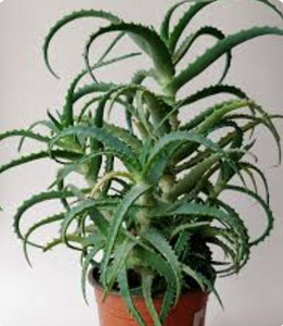 Aloe ja kaktus pottides (4 foto / 5)