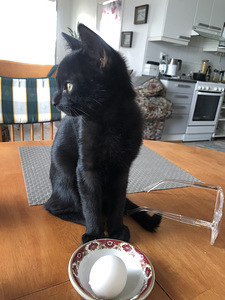 Kauniit ja rohkeat Maatiaiskissanpennut (2 valokuva sivusta 5)
