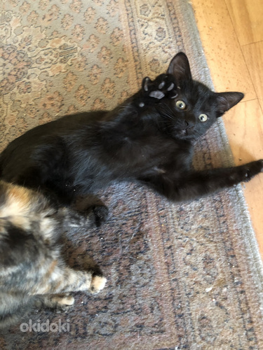 Kauniit ja rohkeat Maatiaiskissanpennut