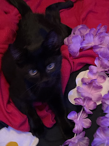 Kaunis musta tyttö kissanpentu jouluksi kotiin (5 valokuva sivusta 7)