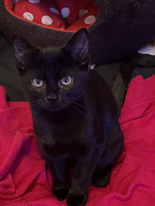 Kaunis musta tyttö kissanpentu jouluksi kotiin (2 valokuva sivusta 7)