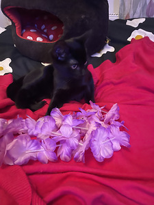 Kaunis musta tyttö kissanpentu jouluksi kotiin (3 valokuva sivusta 7)