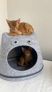 Абиссинская кошка (4 фото из 4)