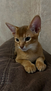 Abessiinia kassipojad (5 foto / 7)