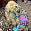 Интерактивная собака My Fuzzy Friends Лабрадудель Moji. (фото #1)