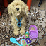 Интерактивная собака My Fuzzy Friends Лабрадудель Moji. (фото #2)