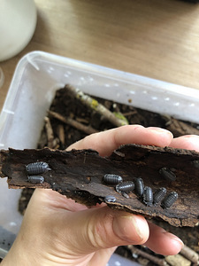 Isopods Cubaris (2 foto / 3)