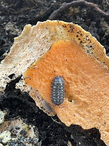 Kakandid Armadillidium depressum (1 foto / 2)