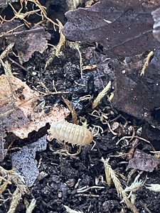 Kakandid Armadillidium "Albino" (1 foto / 3)